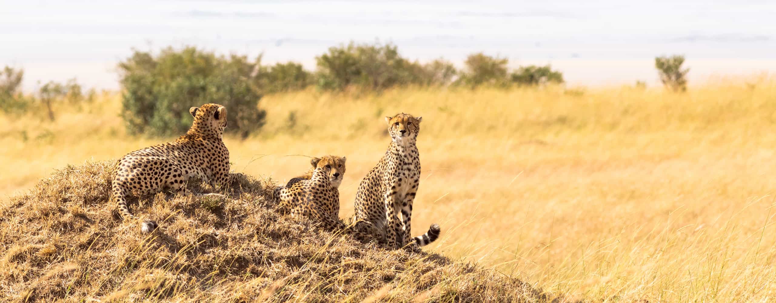 Cheetahs In The Masai Mara, Kenya